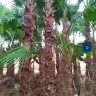 للبيع نخل وشنطني زينه