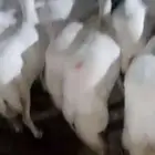 يوجد لدينا ضأن رفديات دفيع وليد الموقع جيزان