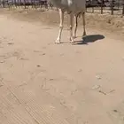 للبيع لقحه وضحاء شبب وهداوه وسليمه العذرايب