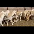 رخال صنف دفيع ومصاريع