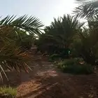 يوجد نخل مجدول مثمر للايجار عدد النخل 270