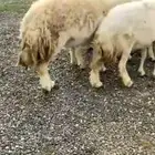 ضان دفع