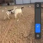 شاتين دفع للبيع
