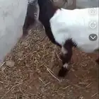 البيع جفرا الحد 600