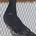 أنثى رامبوري بيور