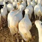 يوجد لدينا ضان رفيديات دفيع مولدات العدد 100 تتبعها 20