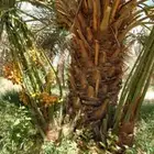 يوجد لدينا نخيل عربي مثمر للبيع