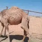 قعود طيب حال وصحته طيبه عمره سنه وشهرين تقريبا