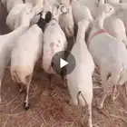 ضان بلدي رفيدي
