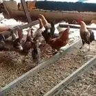 سره عبيده