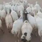 ضأن رفيديات طيبه قريب مرحه وحد