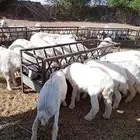 ذبايح للبيع حري طيبه