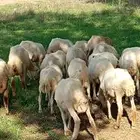 رخال رفيدي العدد 23 الأعمار من 3زالي 4 شهور