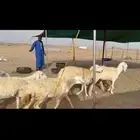 غنم طيبه صنف رخال طيبه صنف