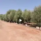 شجر الزيتون شجر السدر