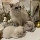 قطه سكوتش مع عياله