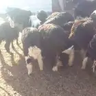 غنم للبيع صغار السن عدد 18مع الفحل