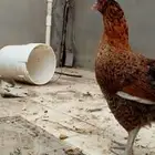 دجاجه بلدي