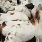 ضان رفيدي