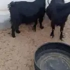 معزع معزه عوارض دفيع