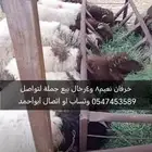 خرفان نعيم بلدي تيوس من أفضل العلف شعير رودس وبرسيم وتمر