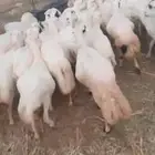 ضأن رفيديات طيبه قريب مرحه وحد
