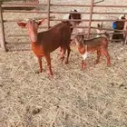 معزا وحده جنوبيه حدرها جفره سنها بداية صافه شبب وحده مشروكه