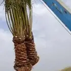 ابو زهران توريد جميع انواع أنخيل عربي وشطني توصيل يشمل جميع