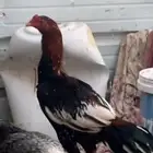 ديك باكستاني