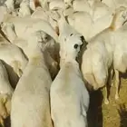 يوجد لدينا ضأن رفديات دفيع قرايب مولدات العدد 100يتبعها 15