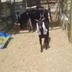 السلام عليكم ورحمه الله وبركاته نعرض لكم تيس عرضي جدع تسع شه