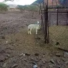 البيع عنز مضرع الها 3شهور ورخل عمره 4شهررر