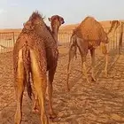 للبيع مفاريد قعود وبكره بنات لقحات اعمارهن على سنه
