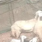 رخال خلفات طيبه مشروطه من كل العداريب