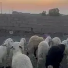 خرفان كفو العدد 18