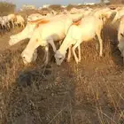 ضأن رفيديات