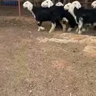 نجد طيبات ونظيفه ( تم البيع )
