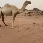 ضريبه رباع مشروطه شرط