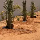 السلام عليكم ورحمة الله وبركاته يتوفر لدينا نخيل عربي مثمر