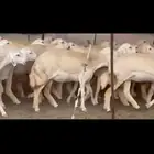 غنم حريات جنب دفيع حرش رخال طيبه صنف الصنف