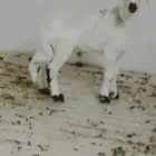 طلي فل الفل شحم ابوه. سواكني وامه حريه