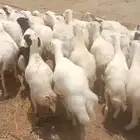 ضأن رفيديات قريب طيبه مرحه وحد