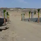 نخل للبيع نجران عسير