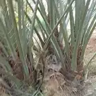 فروخ اخلاص طيبه الموقع الغزيز