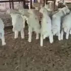 بهم حري عدده 11 ( تم البيع )