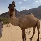 سلام عليكم عندي بعير اصفر كفو