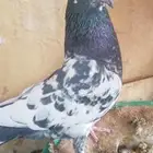 طيور باكستاني اخوان