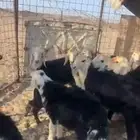 طليان ورخال