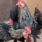 ديوك بلدي