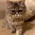 للبيع العمر 6شهور